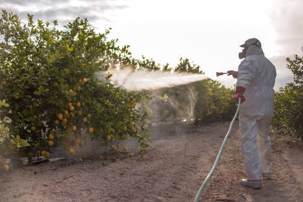 Wasp Removal Services in Texarkana, TX