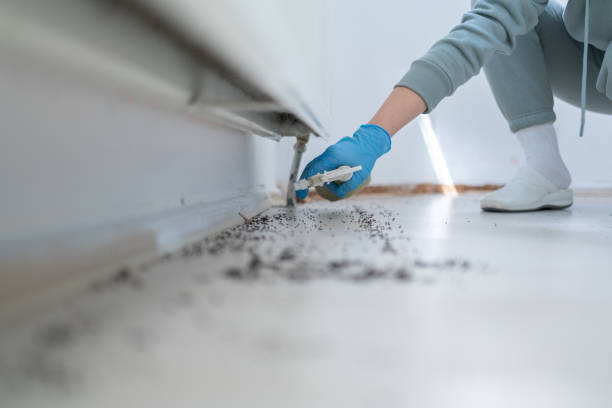 Insect Control in Texarkana, TX